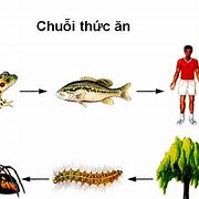 Chuỗi Thức Ăn Trong Tiếng Anh